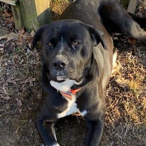 Meet your Posher, Max